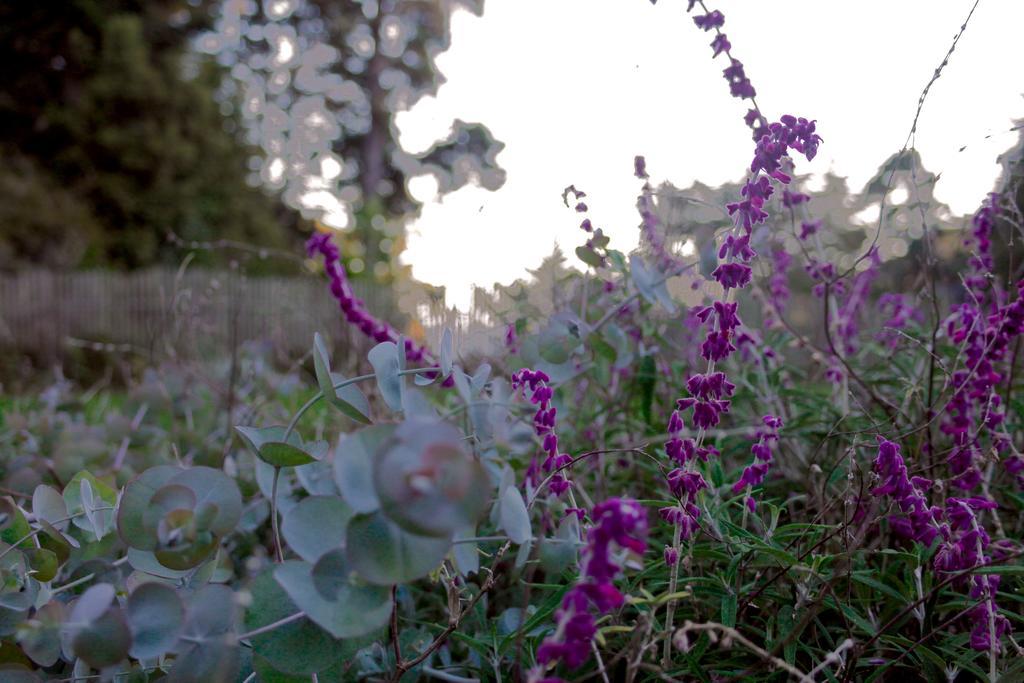 Mendocino Inn & Spa Little River Экстерьер фото